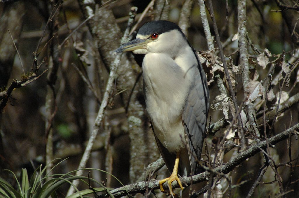 Heron, Black-crowned Night, 2010-01267350 Corkscrew Wildlife Sanctuary, FL.JPG - Black-crowned Night Heron. Corkscrew Swamp Sanctuary, FL, 1-26-2010